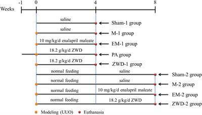 Mechanisms of Zhenwu decoction for the treatment of renal fibrosis at various stages: What is the role of Corynebacterium?